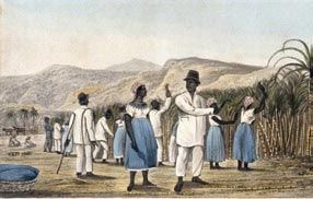 Slaves cutting sugar cane