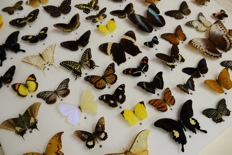 Butterfly display