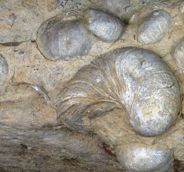 shell fossils in rocks