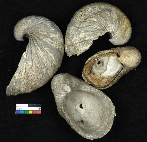 Fossil shells (<em>Gryphaea arcuata</em> – Devil's toenails) after the rock has been dissolved in acid. 