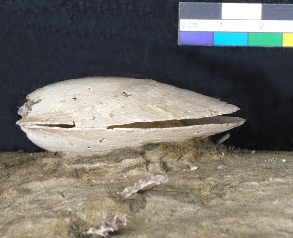 A fossil bivalve shell that has been partially prepared using acid