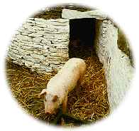 Pig in sty Museum of Welsh Life