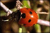 Ladybird