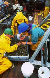 Collecting samples for South West Irish Sea Survey