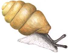 Snail