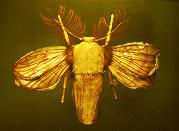 Photo 3: model of silk moth