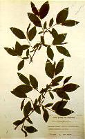 Salix myrsinifolia