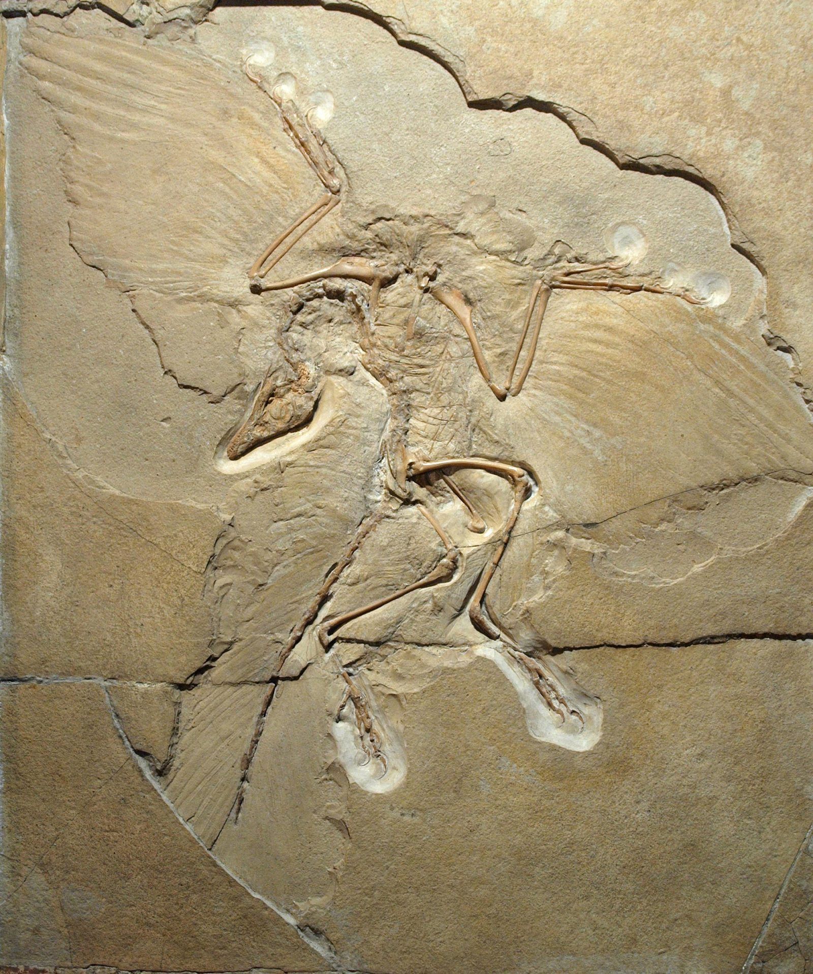 Archaeopteryx - the missing link between dinosaurs and birds? | Museum Wales