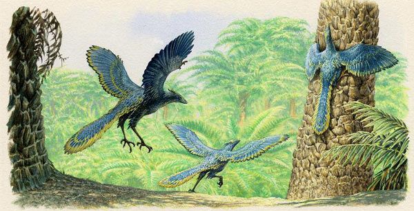 Reconstruction of Archaeopteryx. © J. Sibbick