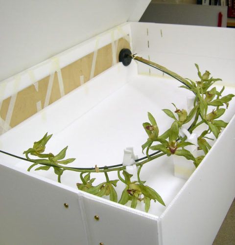<em>Cymbidium lowianum</em> (Rchb. f.) Rchb. f.  Model packaged in a custom made box