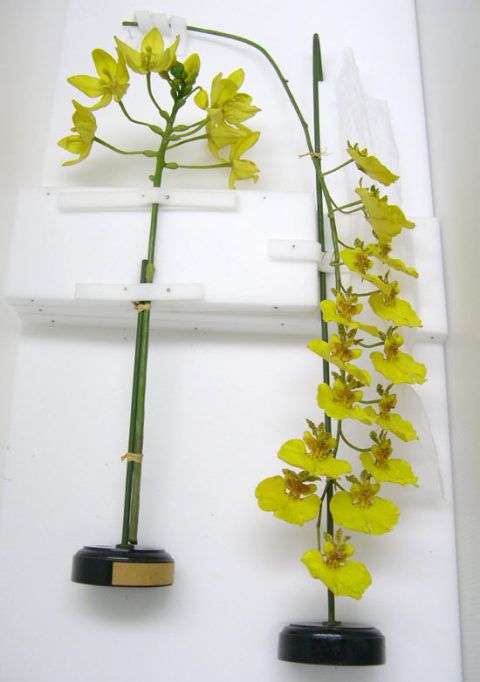 <em>Spathglotis lobbi</em> Rchb.f. in W.G.Walpers & <em>Oncidium varicosum</em> Lindl. Models in archival packaging