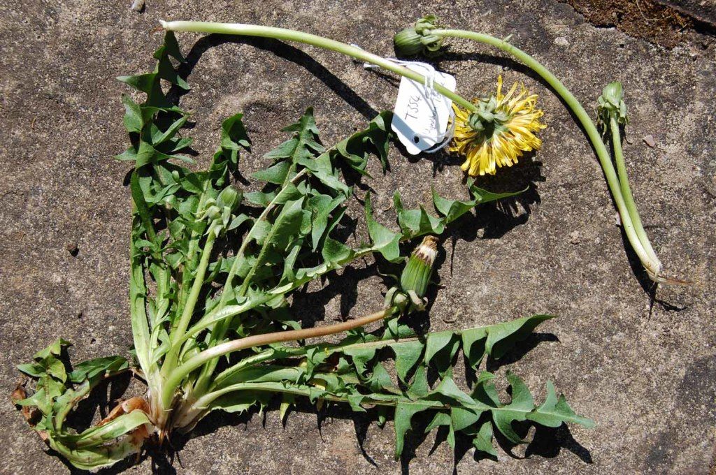 <em>Taraxacum acroglossum</em> Dahlst.