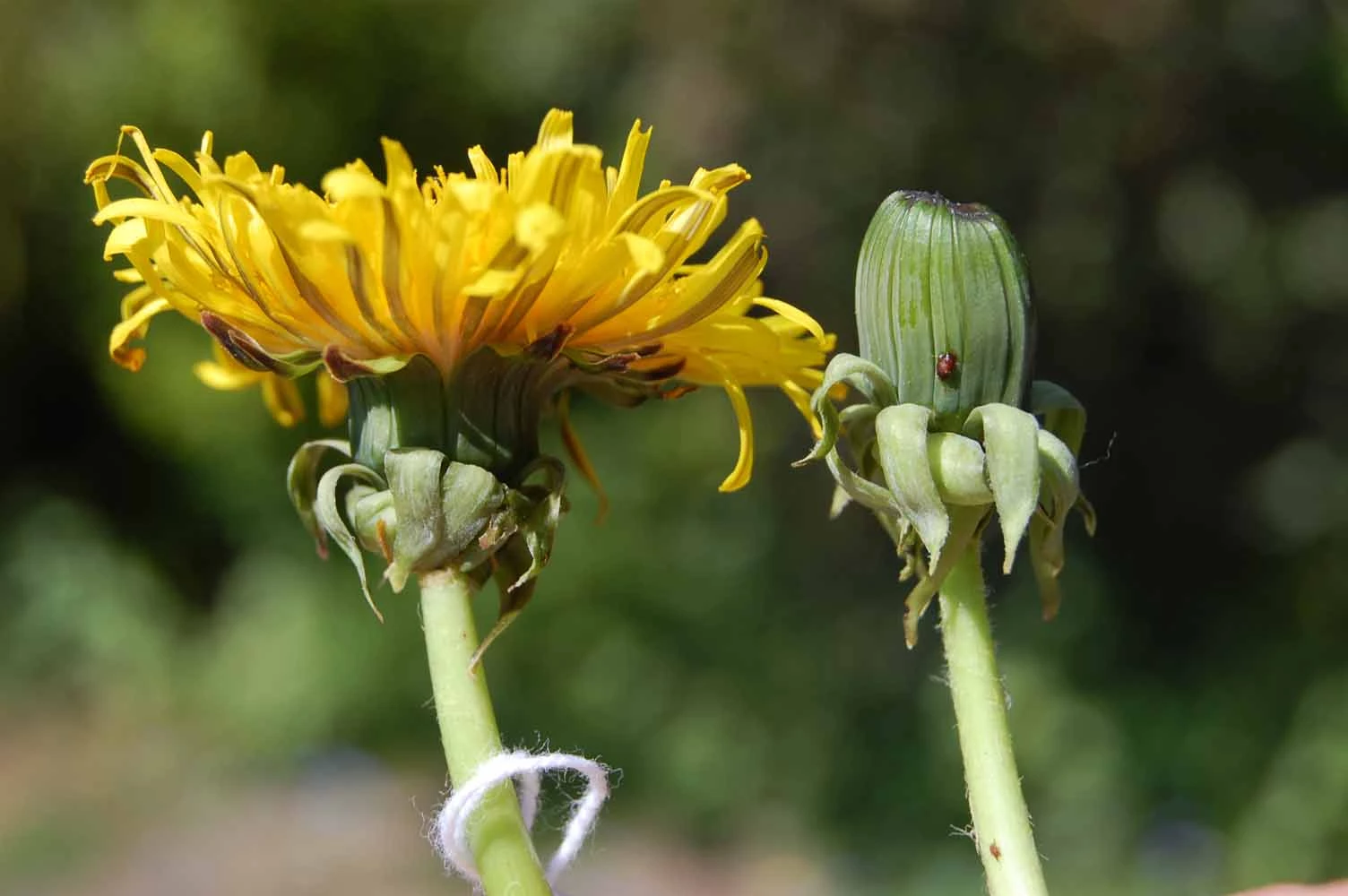 <em>Taraxacum acroglossum</em> Dahlst.