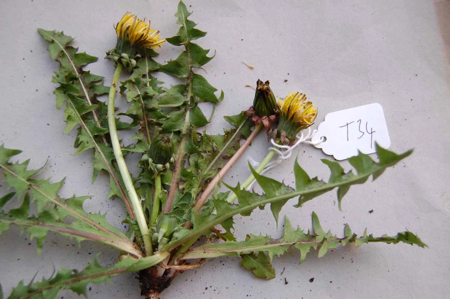 <em>Taraxacum acutifidum</em> M.P.Christ.