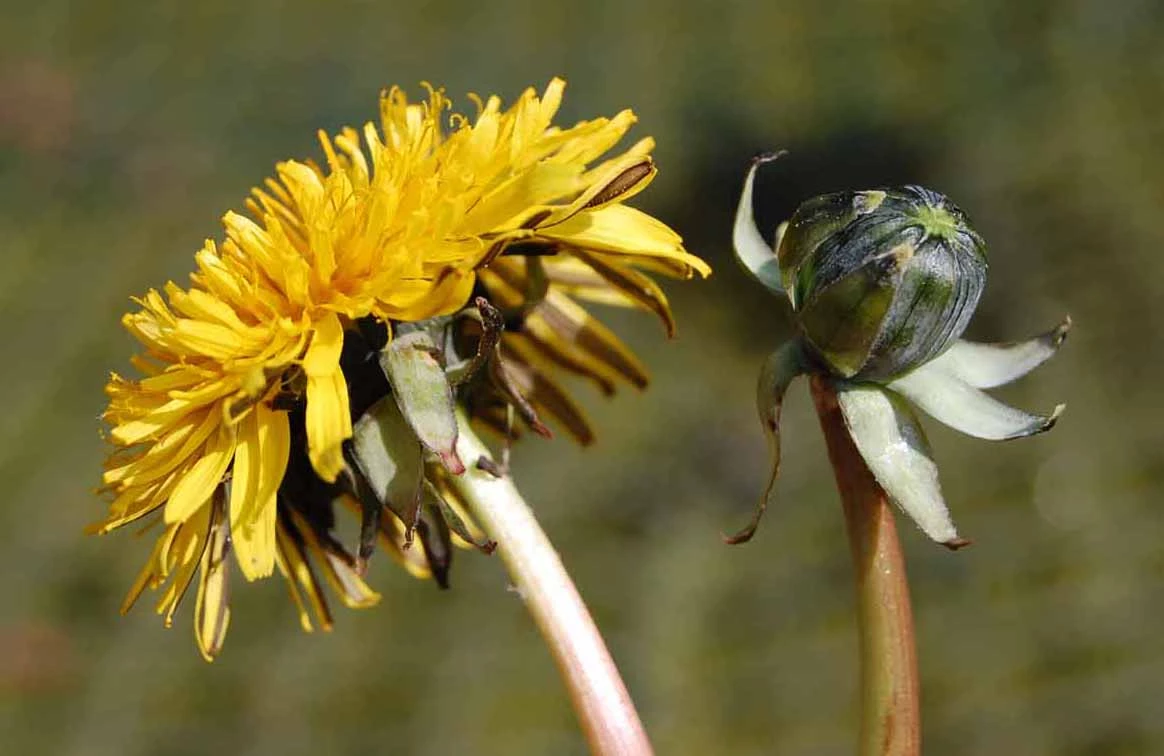 <em>Taraxacum acutifidum</em> M.P.Christ.