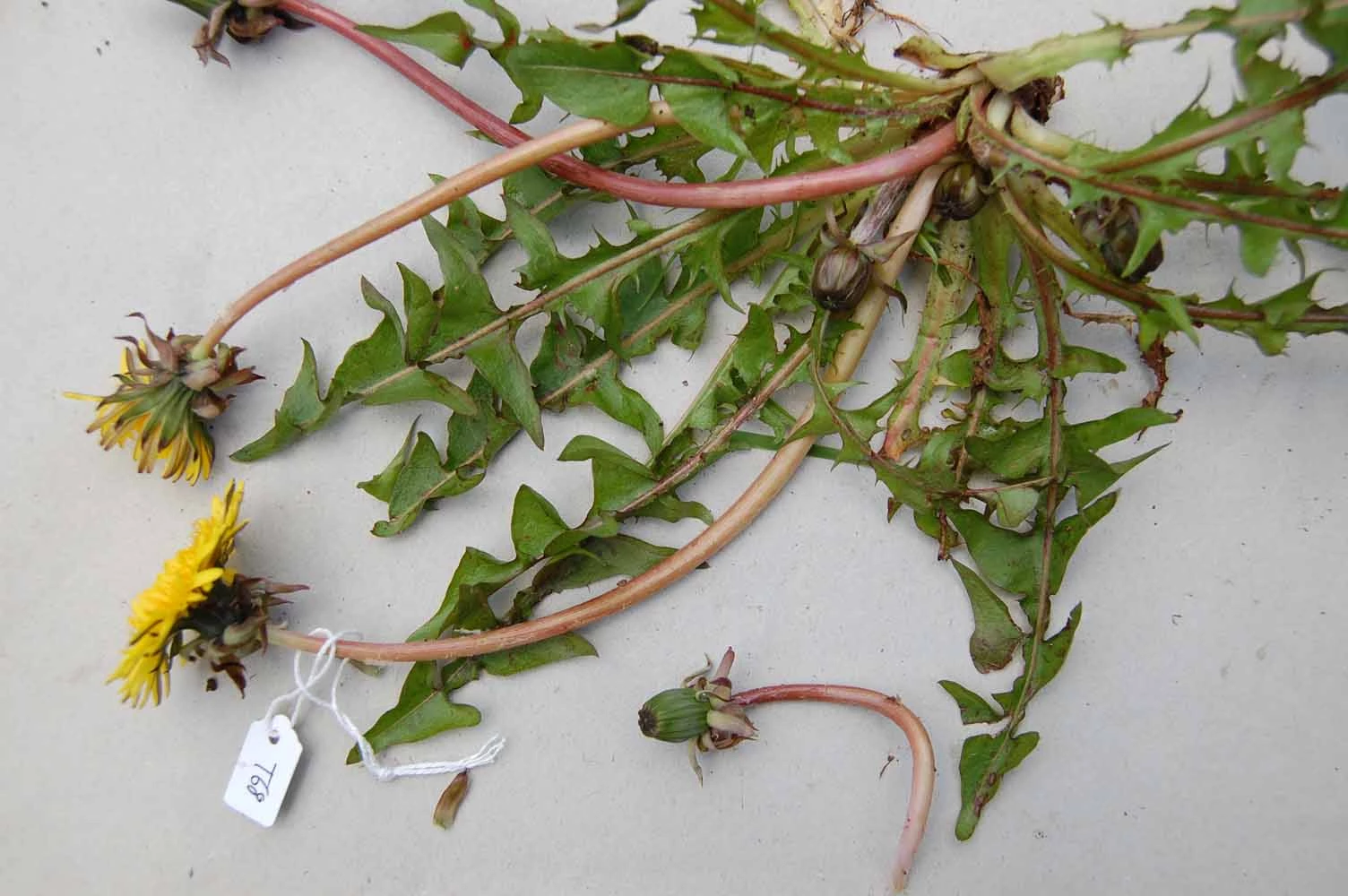 <em>Taraxacum acutifrons</em> Markl.