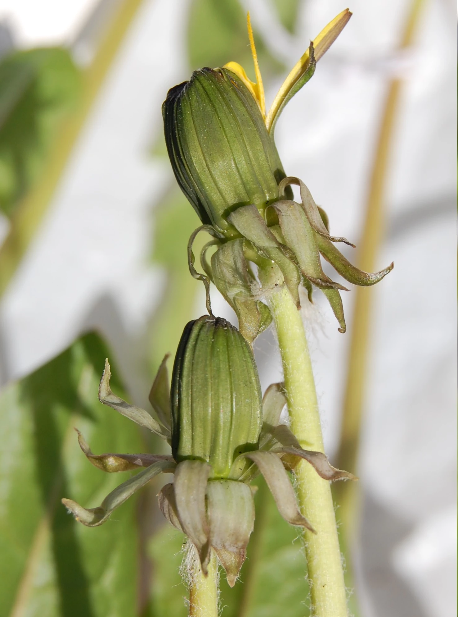 <em>Taraxacum adiantifrons</em> Ekman ex Dahlst.