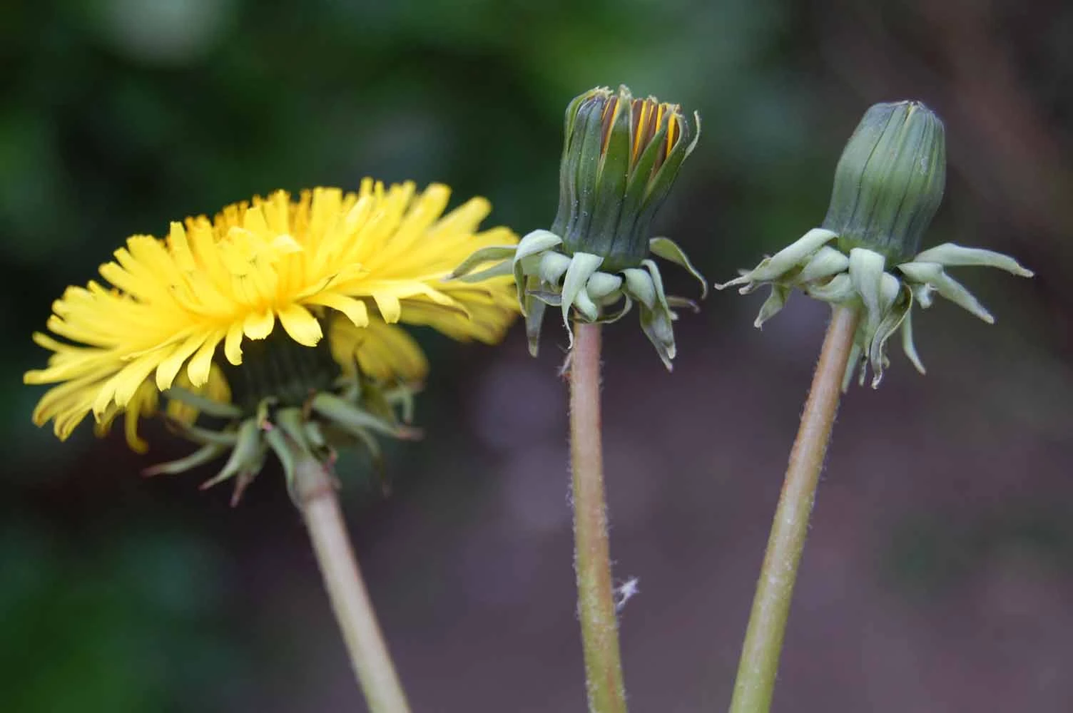 <em>Taraxacum aequilobum</em> Dahlst.