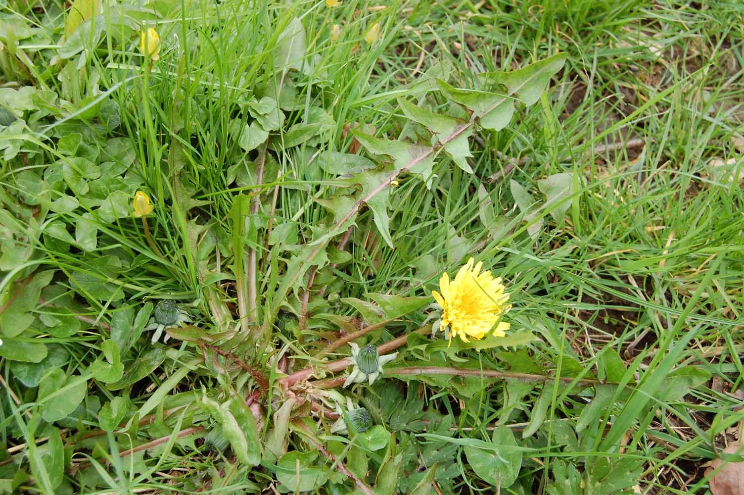 <em>Taraxacum aequilobum</em> Dahlst.