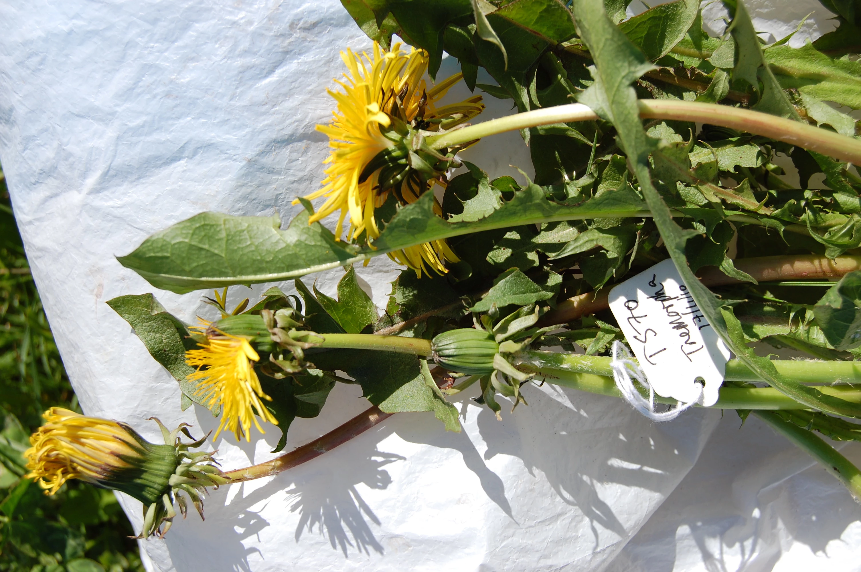 <em>Taraxacum aequisectum</em> M.P. Christ. 