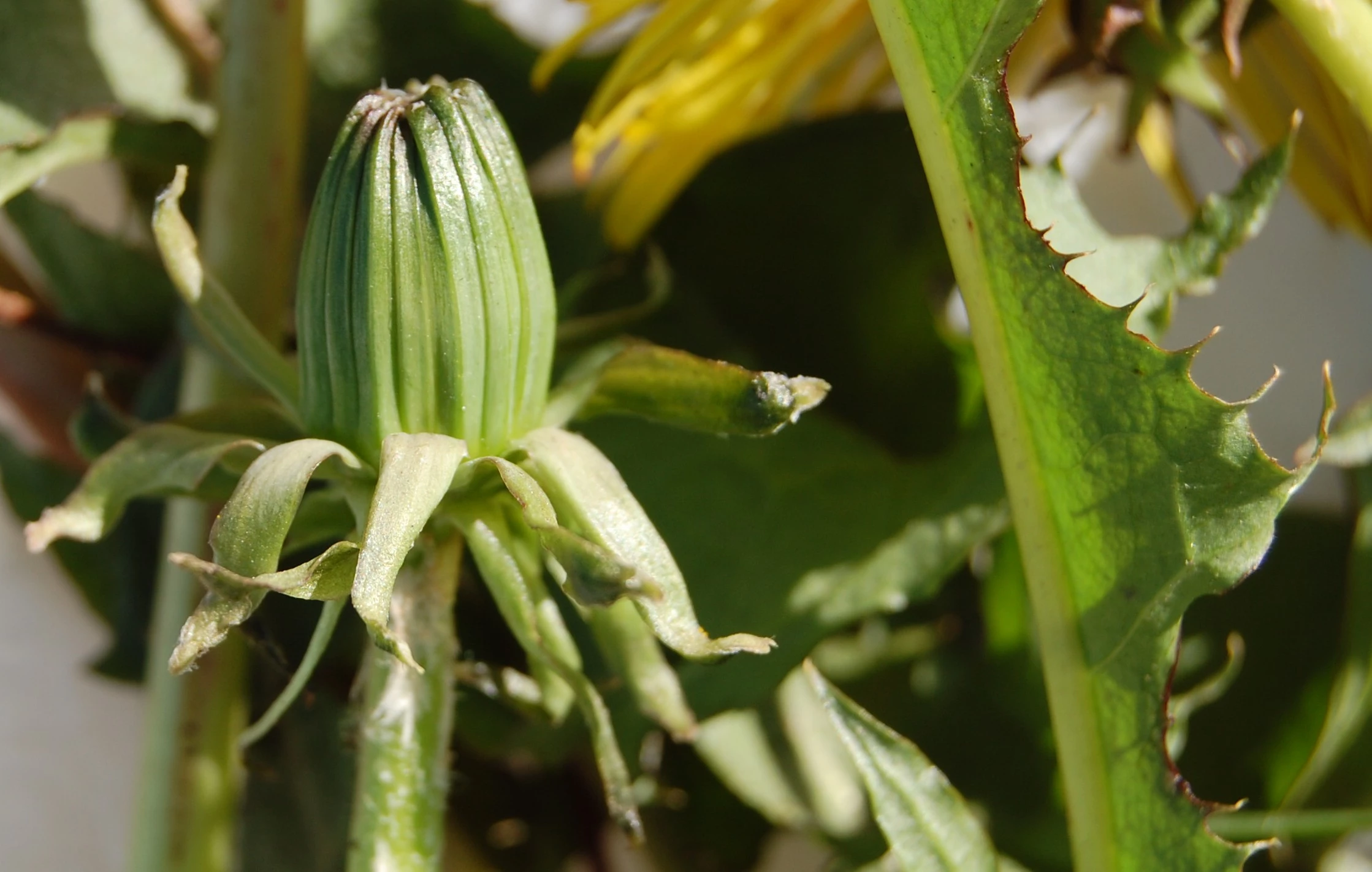 <em>Taraxacum aequisectum</em> M.P. Christ. 