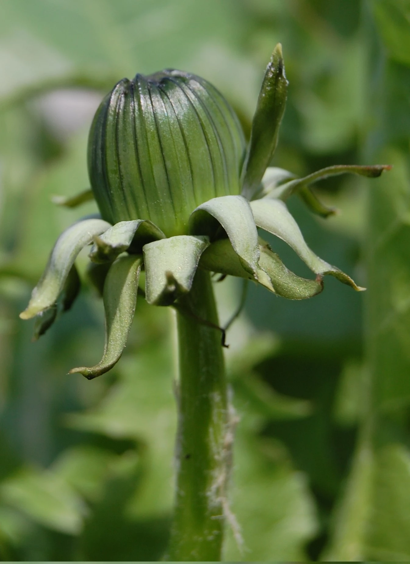 <em>Taraxacum anceps</em> H.Øllg.