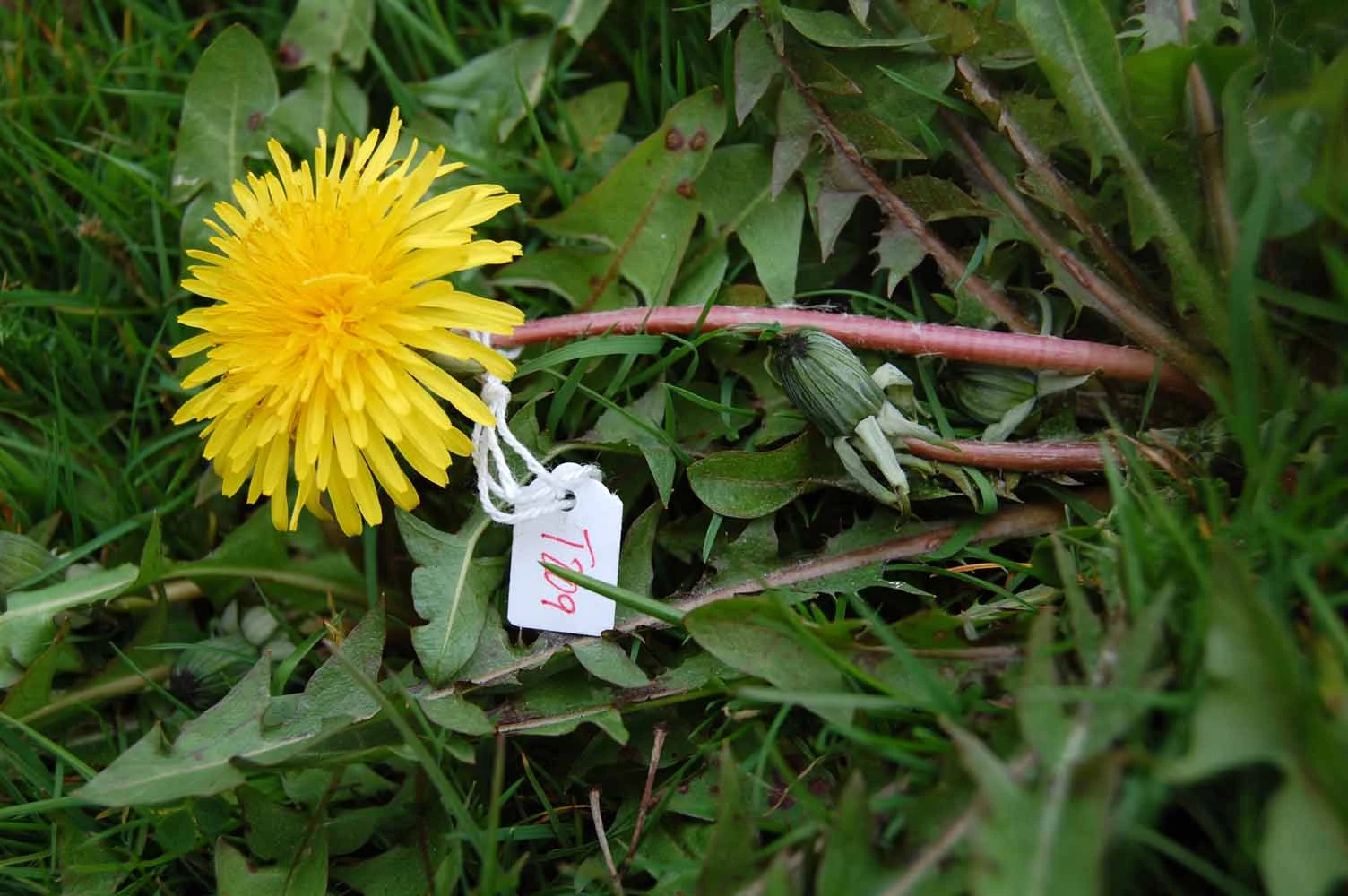 <em>Taraxacum angustisquameum</em> Dahlst. ex H.Linb.