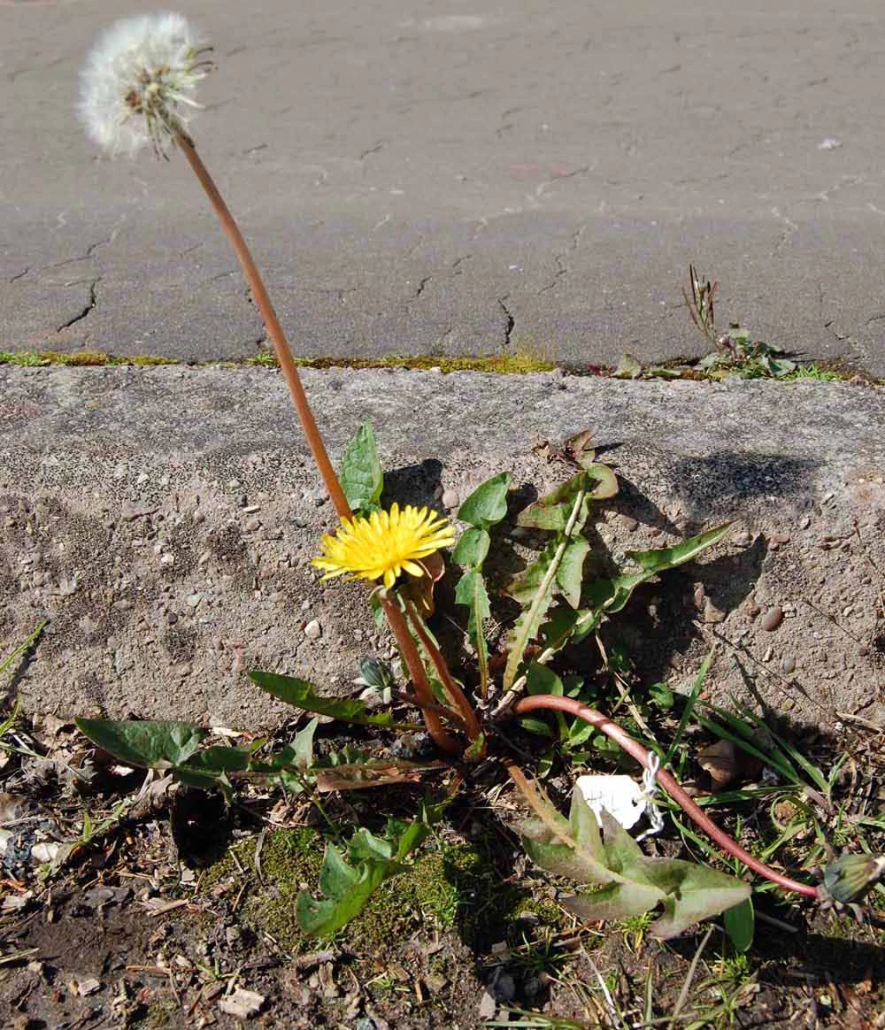 <em>Taraxacum atactum</em> Sahlin & Soest
