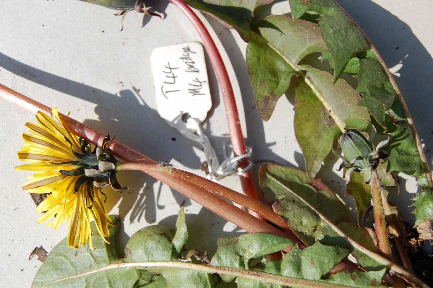 <em>Taraxacum atactum</em> Sahlin & Soest