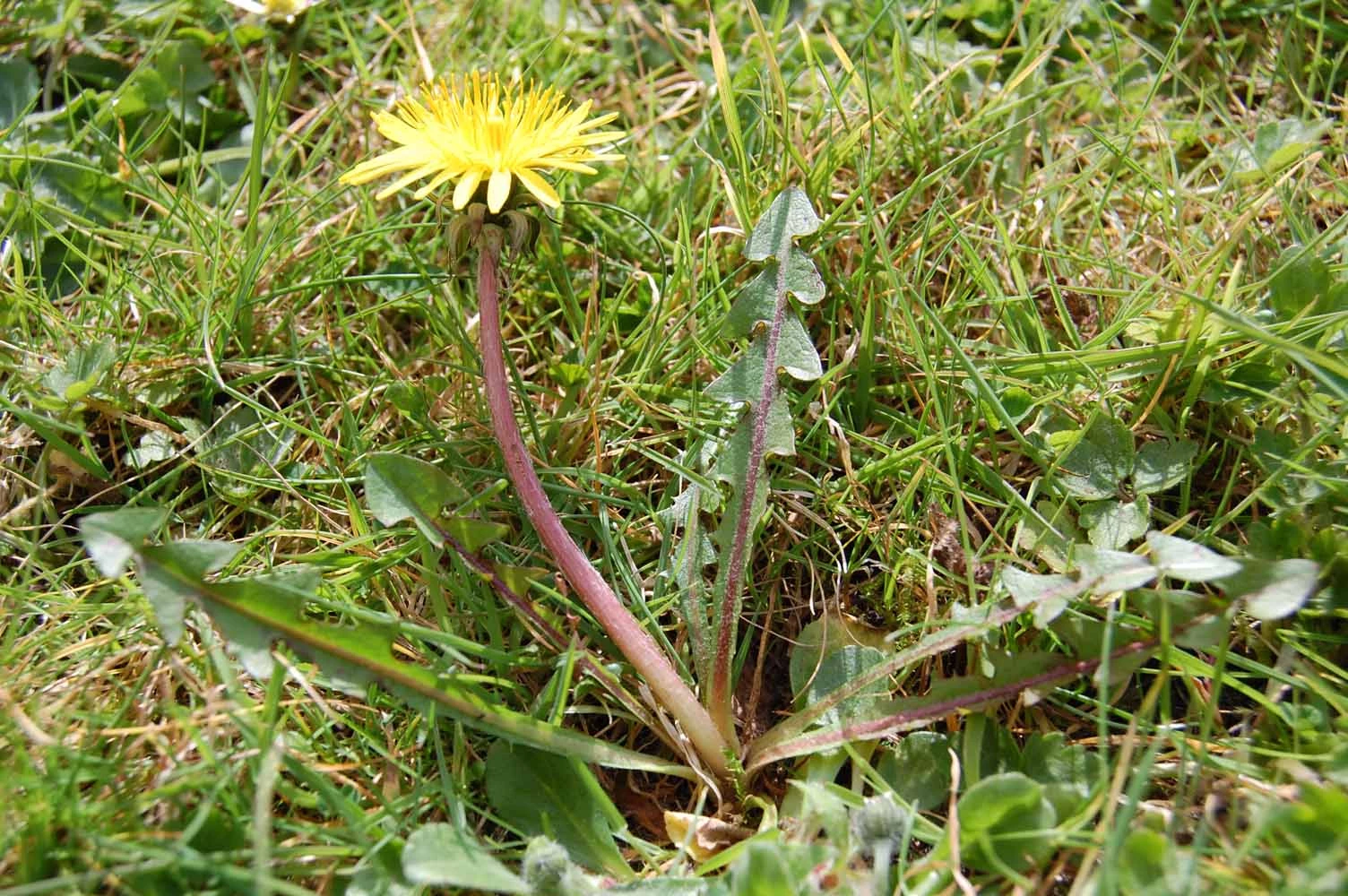 <em>Taraxacum boekmanii</em> Borgv.