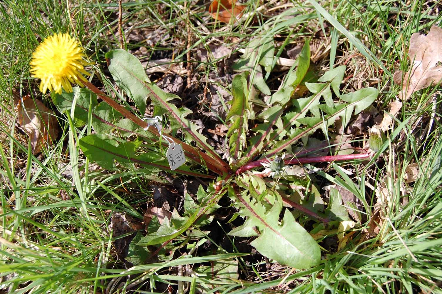 <em>Taraxacum boekmanii</em> Borgv.