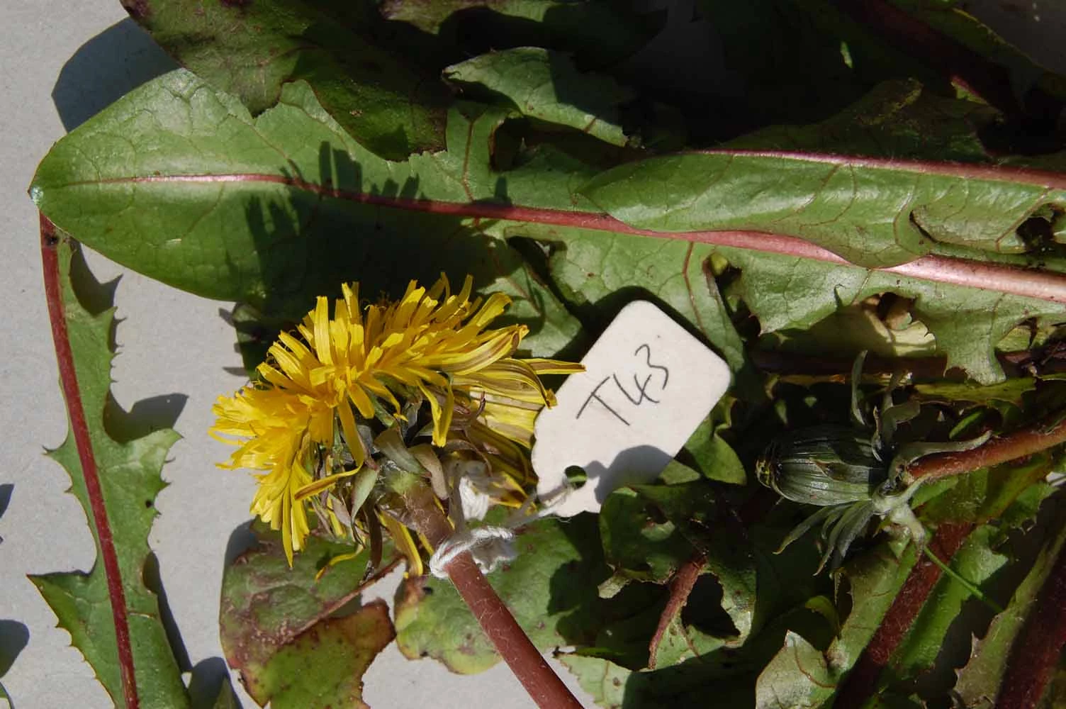<em>Taraxacum boekmanii</em> Borgv.