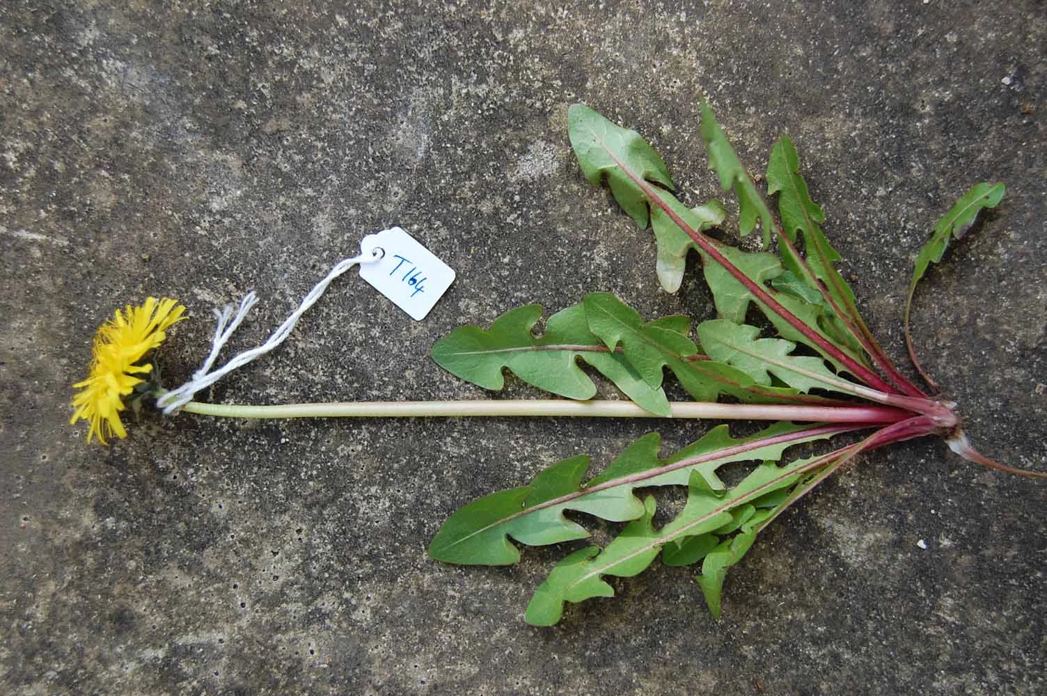 <em>Taraxacum bracteatum</em> Dahlst.