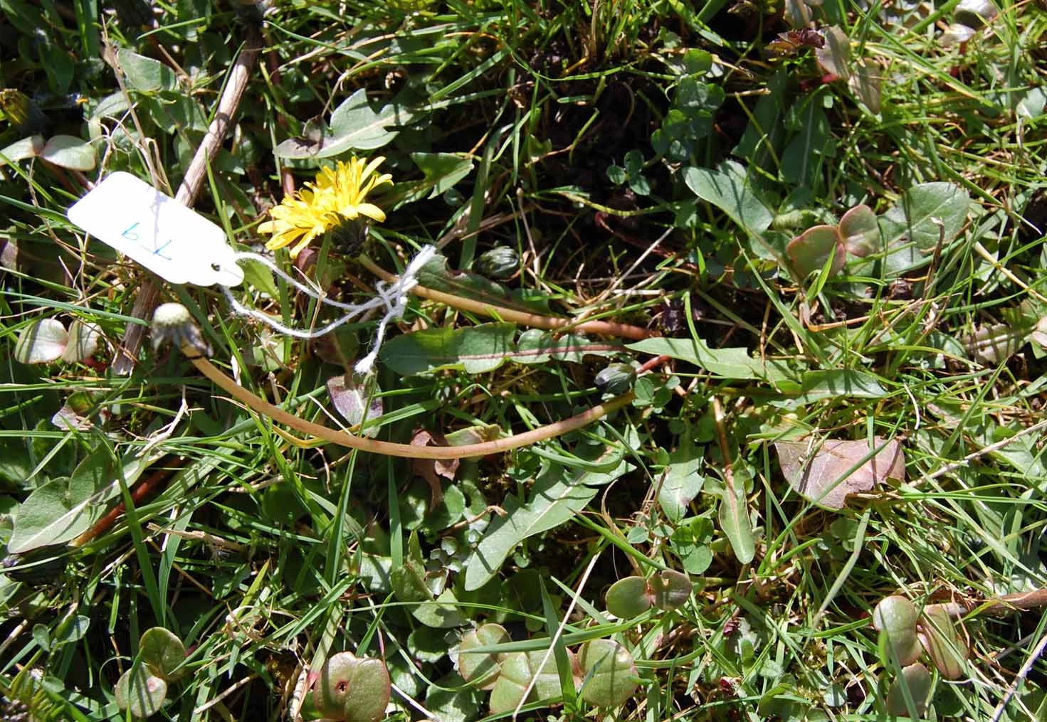 <em>Taraxacum britannicum</em> Dahlst.
