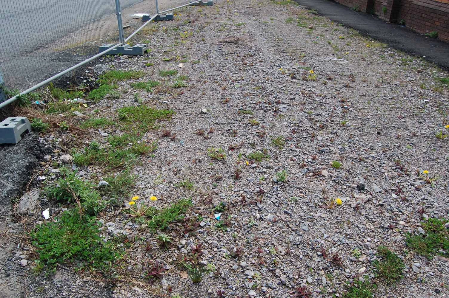 <em>Taraxacum caloschistum</em> Dahlst.