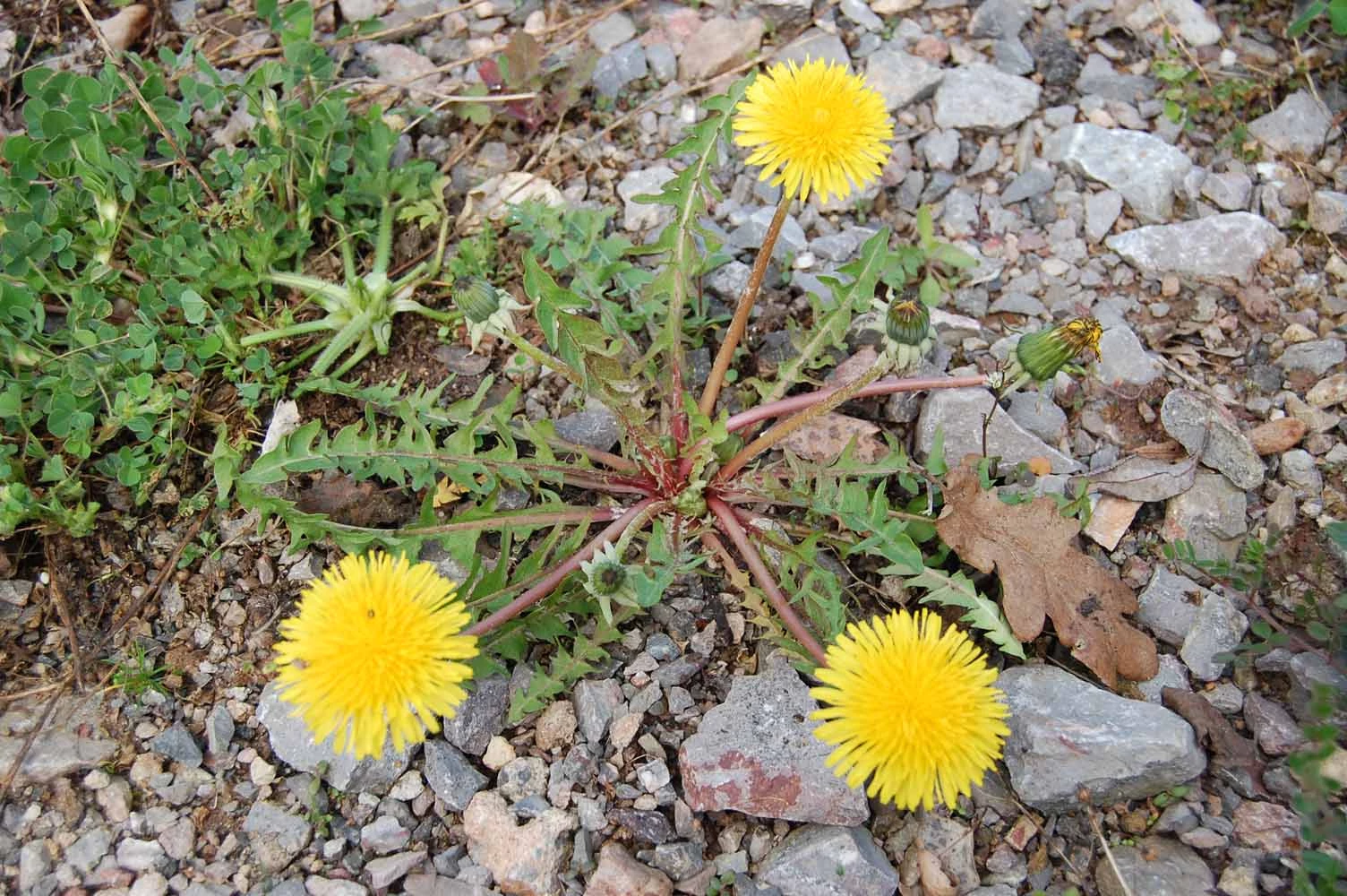 <em>Taraxacum caloschistum</em> Dahlst.
