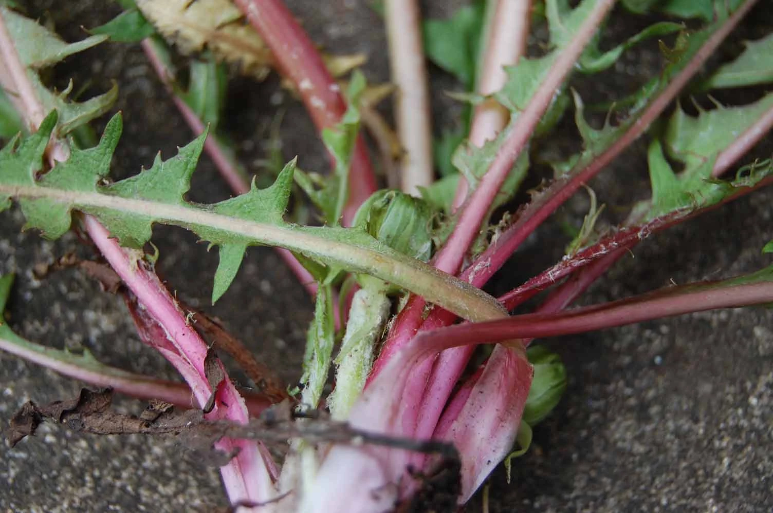 <em>Taraxacum caloschistum</em> Dahlst.