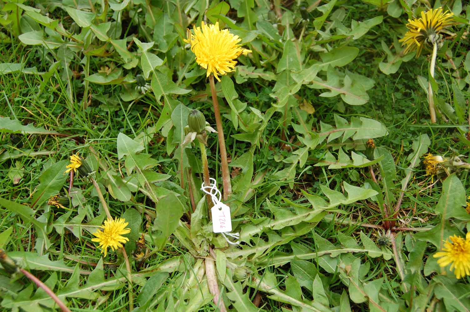 <em>Taraxacum chrysophaenum</em> Rail.