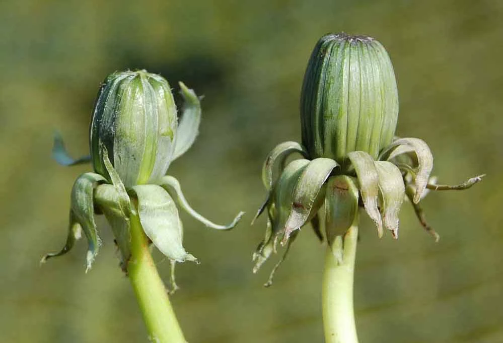<em>Taraxacum coartatum</em> G.E.Haglund