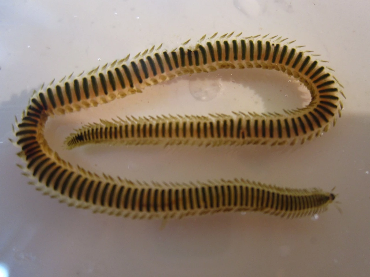 Phyllodocid worm