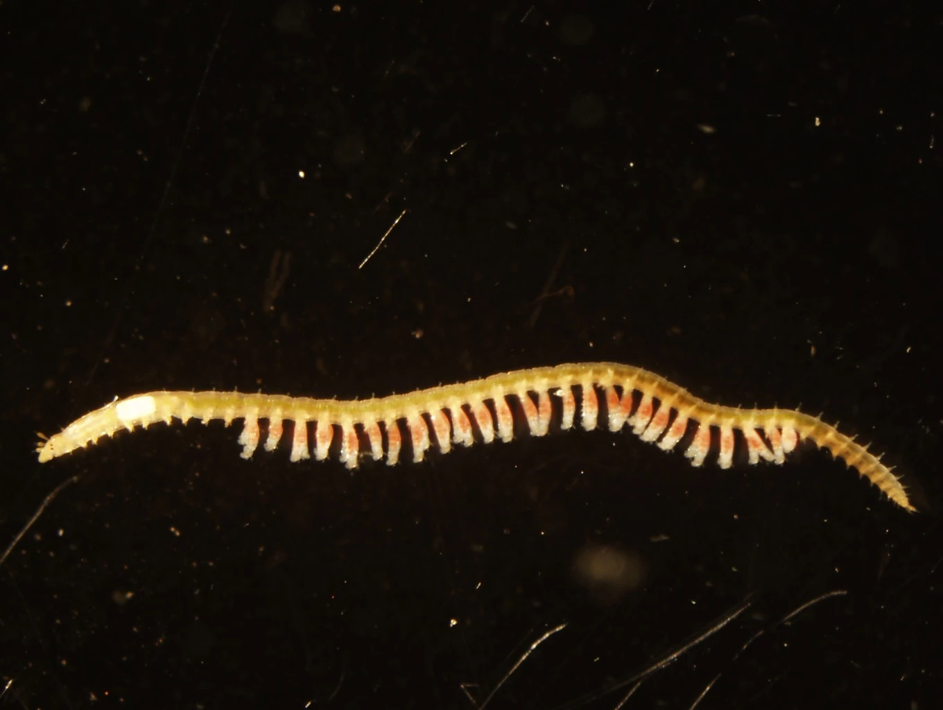 Syllid worm