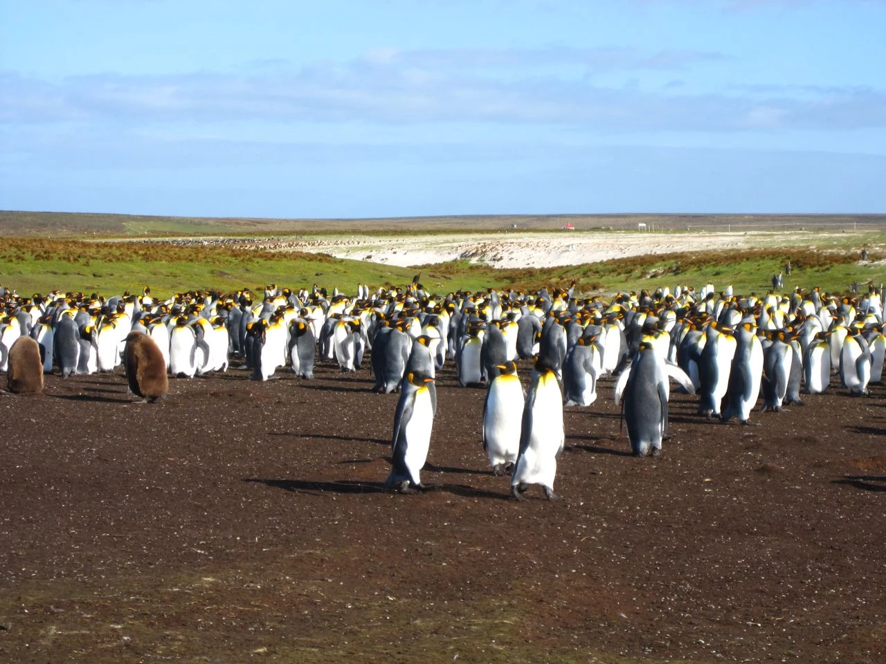 King Penguins