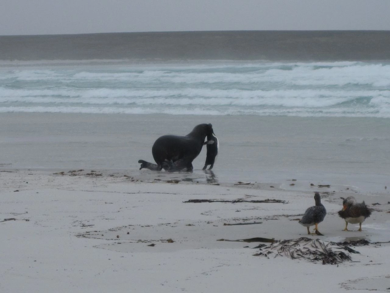 Sealion taking a Magellanic Penguin
