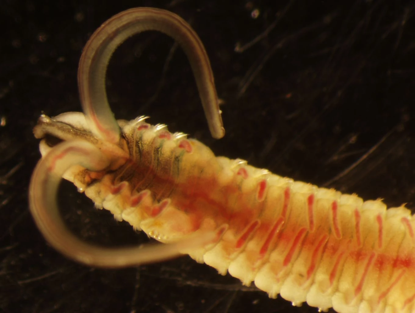 Boccardia worm