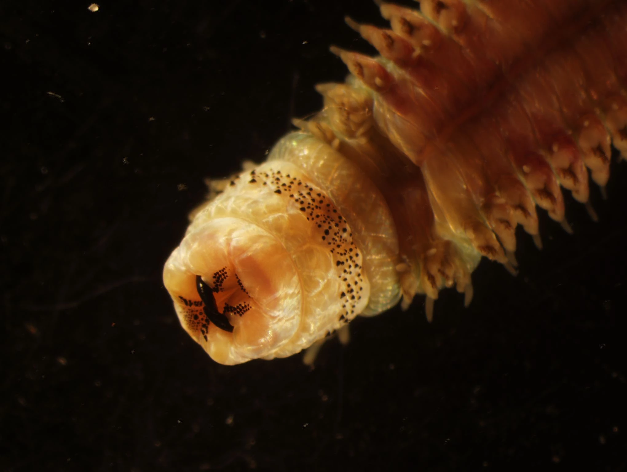 Nereid worm
