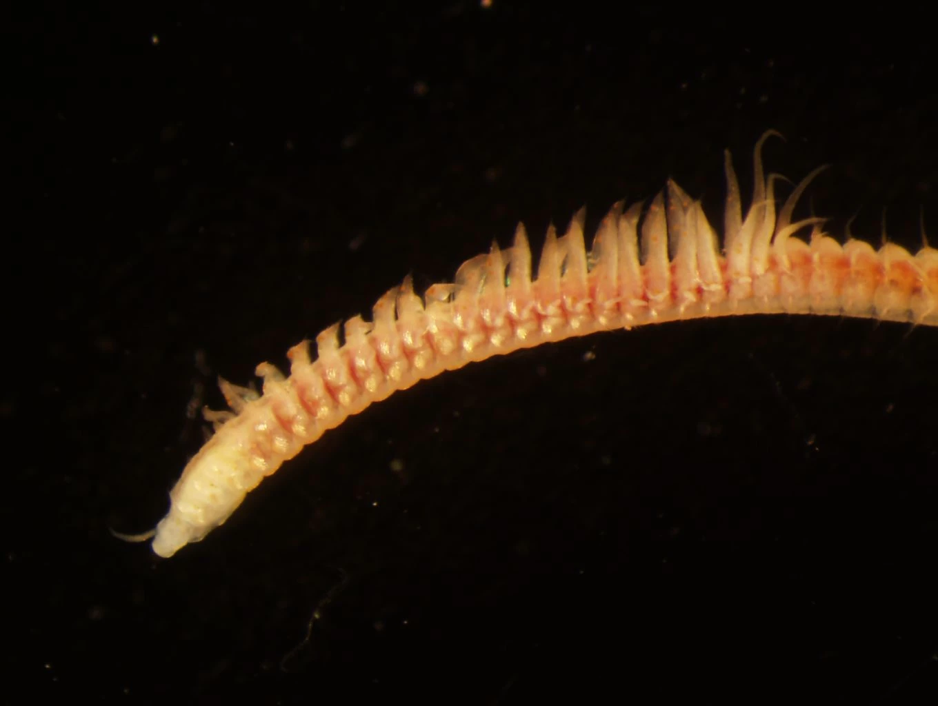 Paraonid worm