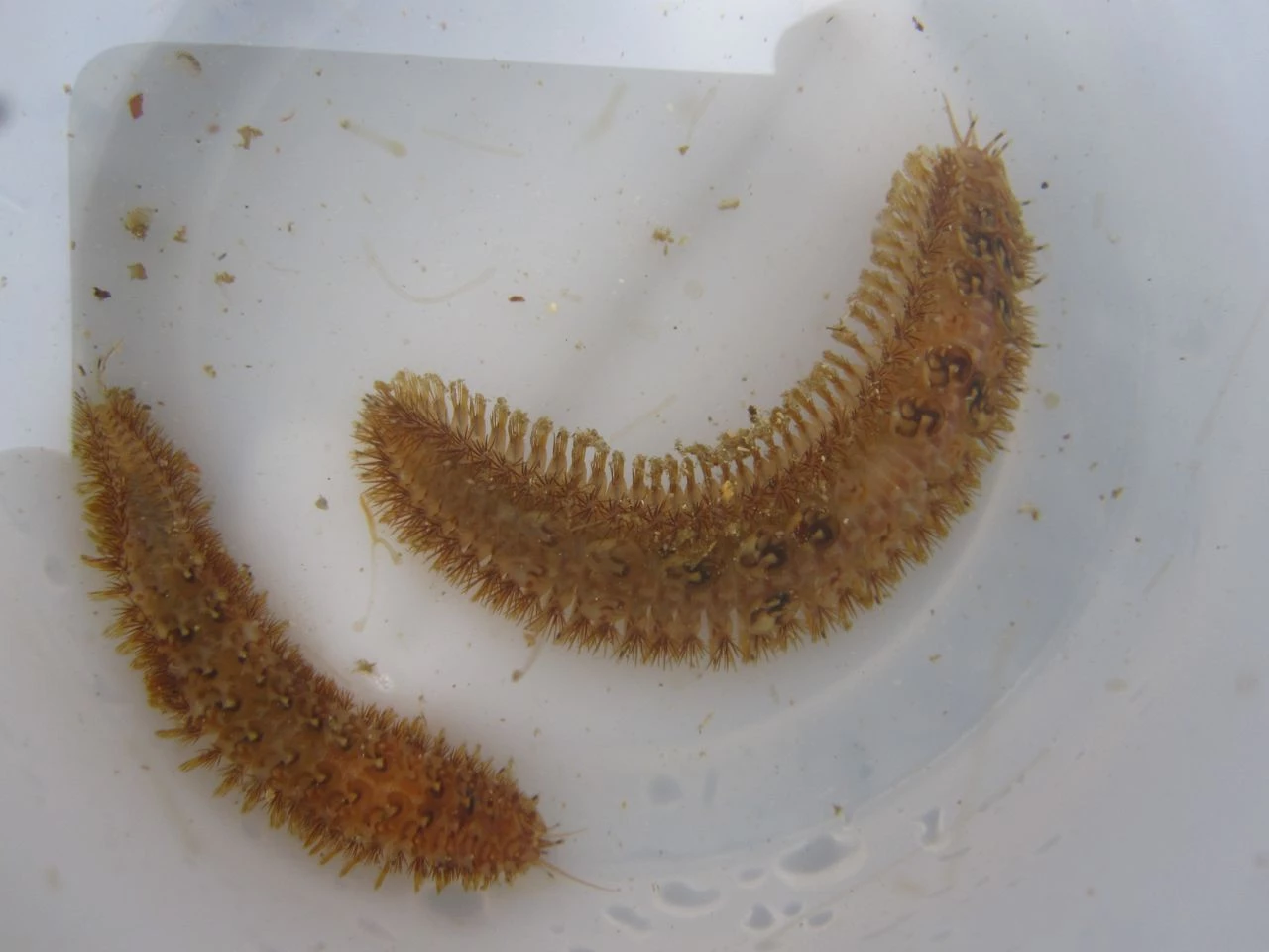 Scaleworms