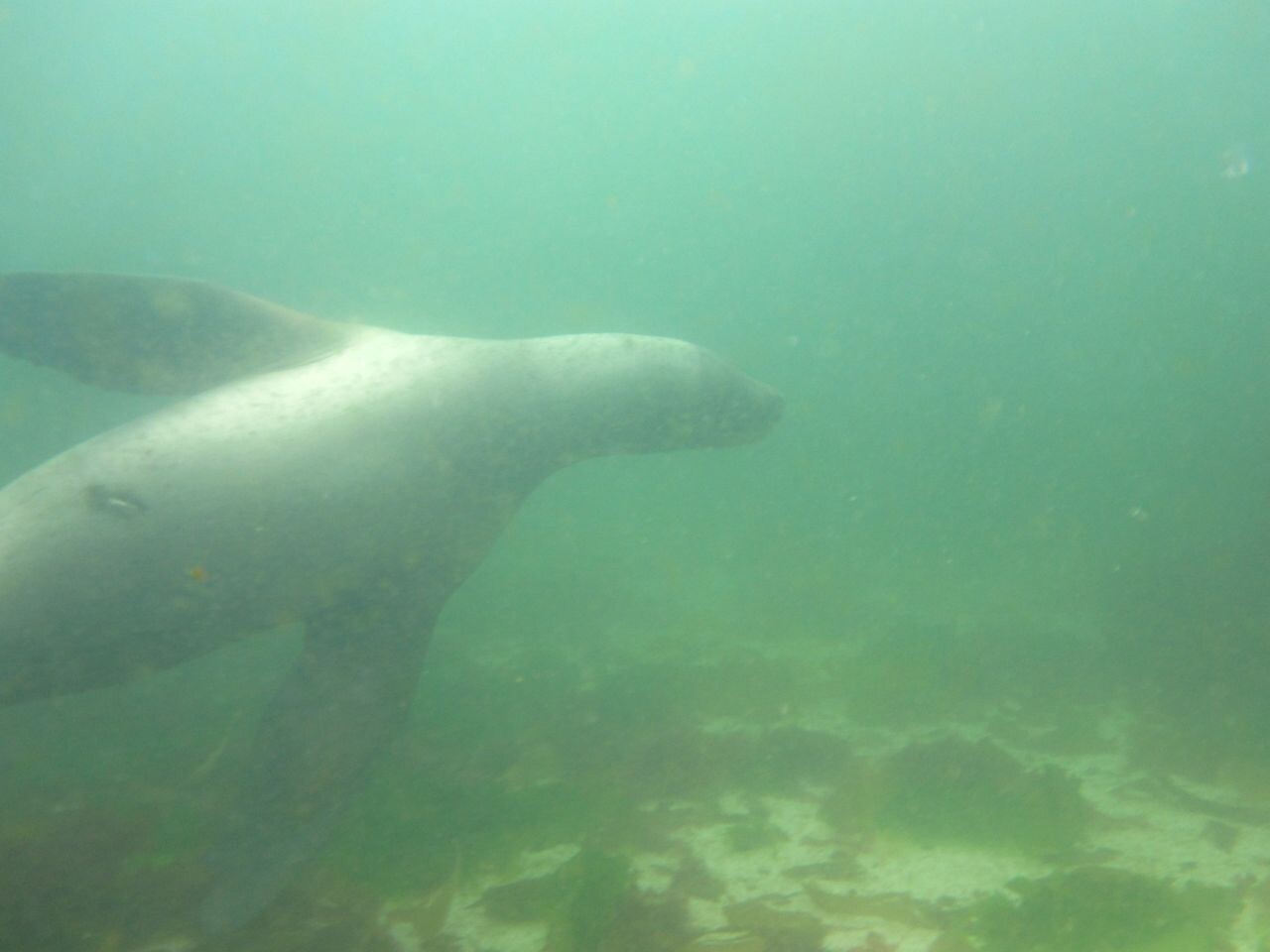 Polychaete research in the Falklands by Teresa Darbyshire The dive