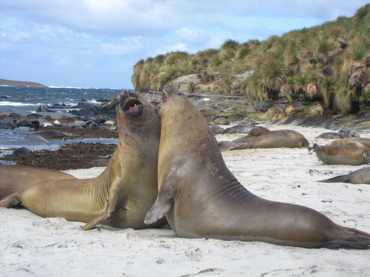 Elephant Seals