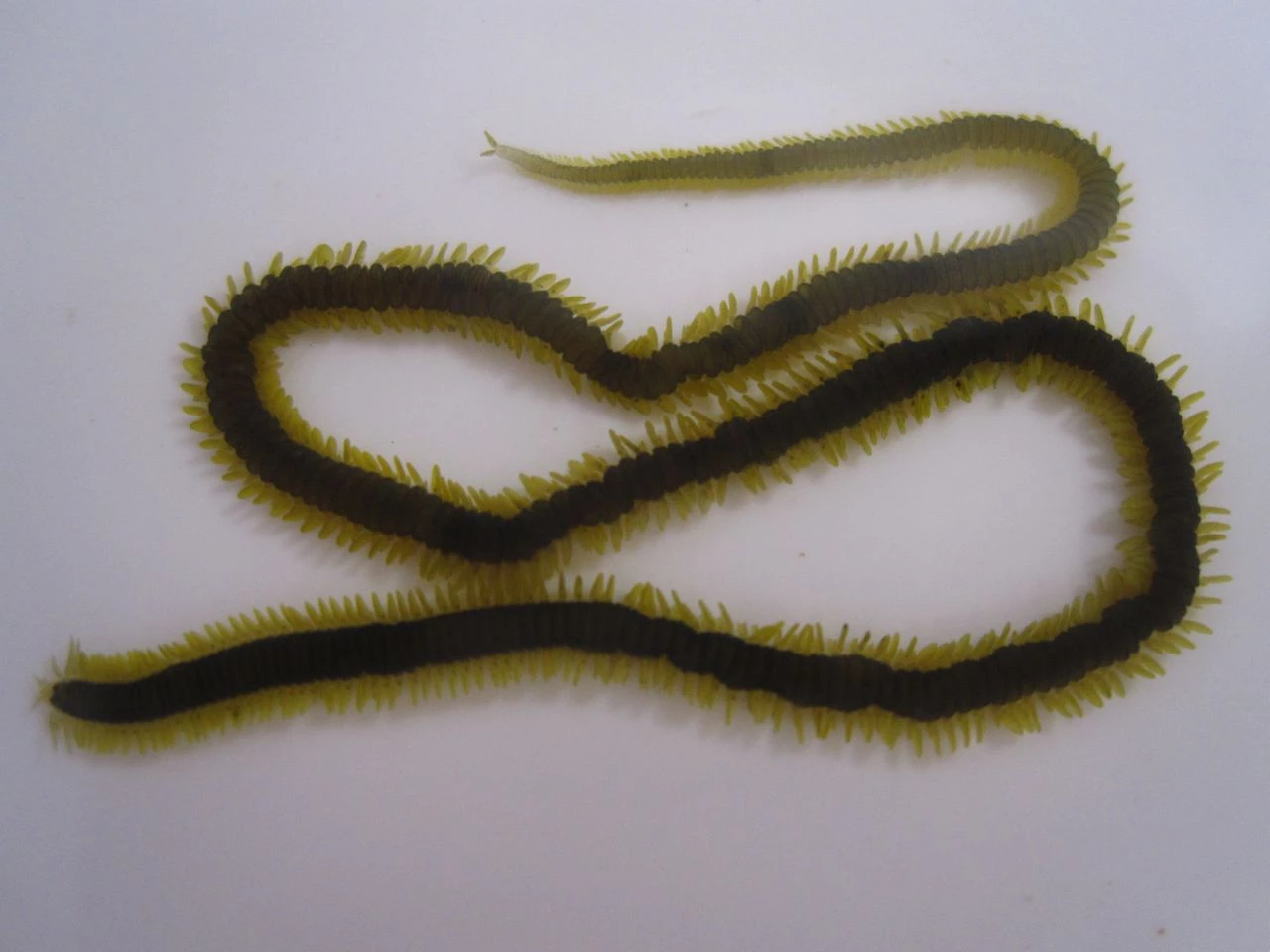 Paddleworm
